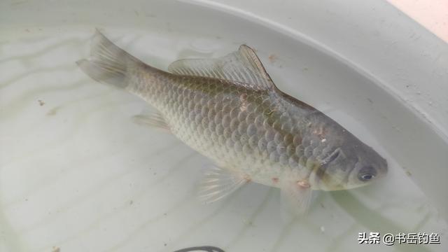 这些生活中常见的食品添加剂，却也是钓鱼中最为有效的饵料辅助品