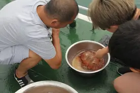 青岛海蜇近期大量上岸！渔民称它是最有“嚼头”的食物图片