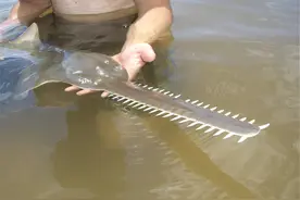 锯鳐会将人切成两半吗？如刀般锋利的“鲨鱼剑”，一把售价几十万图片