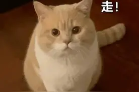 表情包｜我回来了图片