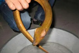 辟谣：望月鳝不能吃，吃了会变成血水？这是你知道的真相？图片