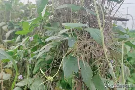 七月这菜再不吃就老了，摘下来一烫一晒存放好，冬天炖肉吃特别香图片