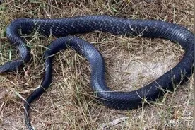 森林王蛇是有多威猛，虽然自己是无毒蛇，却可以捕杀剧毒响尾蛇图片