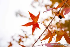 2021年山东省潍坊市中考二模语文试题图片