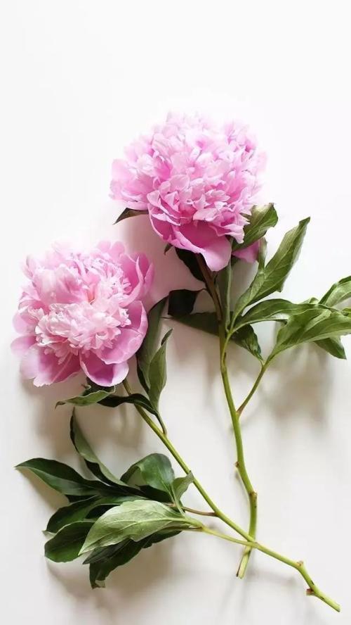 鐢ㄥ弫鏈堢瑱姘ㄥ熀閰告矏娴撮湶缁欒韩浣撴暦涓潰鑶滐紝灏戝コ鑲屾槸杩欐牱鍏绘垚鐨勶紒