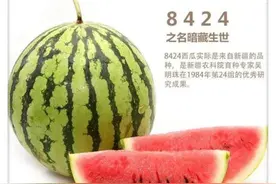 91岁甜瓜女神吴明珠，“失忆”后，忘记儿女，也没忘记让你吃瓜图片