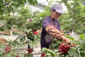 诸往镇垛疃村：大棚美早上市 一次性被抢购6000斤图片