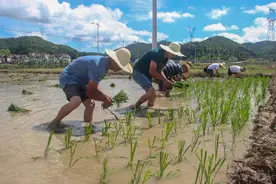 尽显劳作之美！水田插秧赛晒出仙游朗桥"大米香"图片