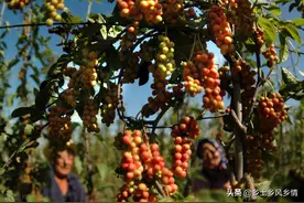 五味子种植技术图片