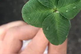 寻找四叶草寻找真爱图片