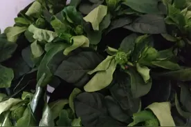 丽姐说花卉:你养的栀子花蔫了嘛？快看看你是哪错了！图片