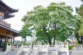 北京市内唯一一株300岁的菩提古树开花了，谁看到是谁的福分图片