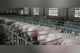 明日生猪价格全面跌入10元一斤，是四大原因造成的图片