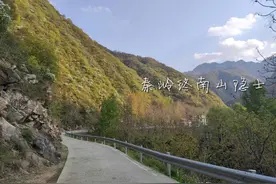 西安终南山白鹃梅开了，洁白如雪满山遍野，免费开放很多人不知道图片