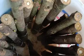 盆栽无花果，学会这几招繁殖方法，结构多夏天吃到甜果子图片