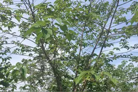 话说大构树：你知道诗经是怎么描写它的吗？图片