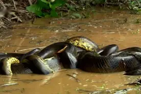 森蚺简单粗暴的交配方式，雌蛇后宫男宠众多，交配完后会吃掉雄性图片