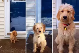 6种狗狗小时候和长大的对比！阿拉斯猪：岁月是把猪饲料图片