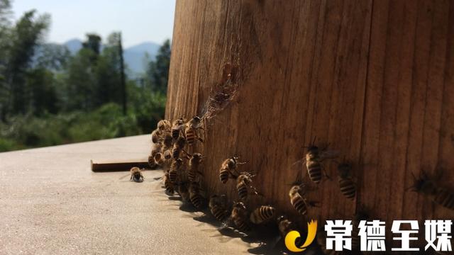 桃源乌云界：白云生处养蜜蜂，年产值达70万元