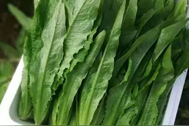 爽口甜油麦菜品种，45天左右即可收获！产量高，生长速度快图片