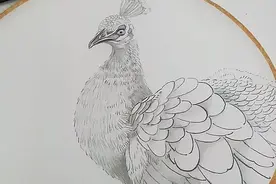 孔雀小团扇工笔绘制步骤图片