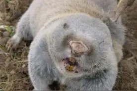 全身像老鼠，却叫地羊，由于可代替虎骨，如今身价倍增图片