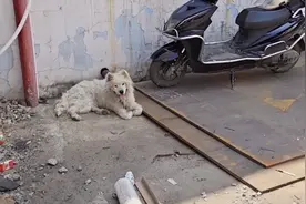 江苏：一只不知是走失还是被抛弃的萨摩耶，哪怕流浪依旧不忘微笑图片