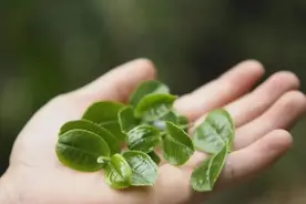 猫耳朵？四川种？倚邦小叶种属于普洱茶吗？图片