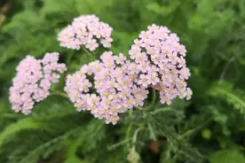 灵蓍损兑术：顺势助推，逆势避让，趋利避害。《鬼谷子》解读39图片