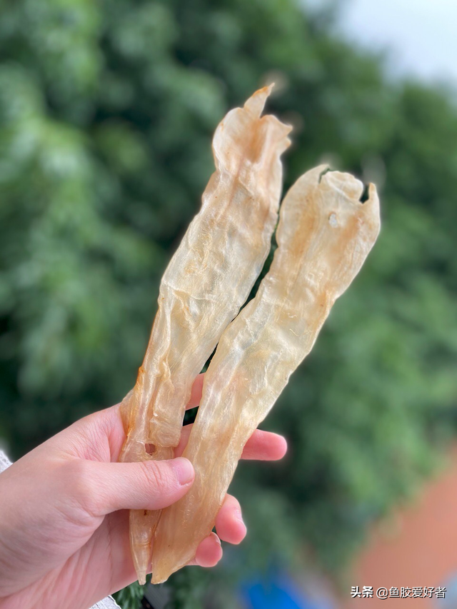 北海阴阳胶鱼胶好不好 北海阴阳鱼胶是什么鱼