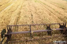 李昌平建议：2022年小麦最低保护收购价不低于1.6元一斤图片