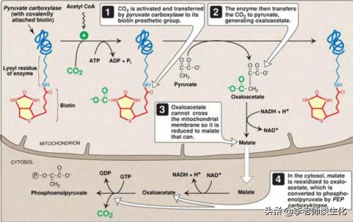 糖异生的过程与调控