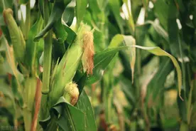 种植基础｜尿素的化学特性及施用方法图片