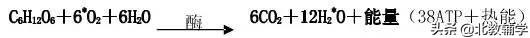 「高考·生物」高中生物重要规律性关系、公式精华汇总