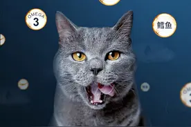 双十猫粮囤货指导手册，14款猫粮横向比较，收藏不用谢图片