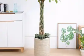 发财树叶子发黄的原因，检查一下这几个地方，对症下药图片