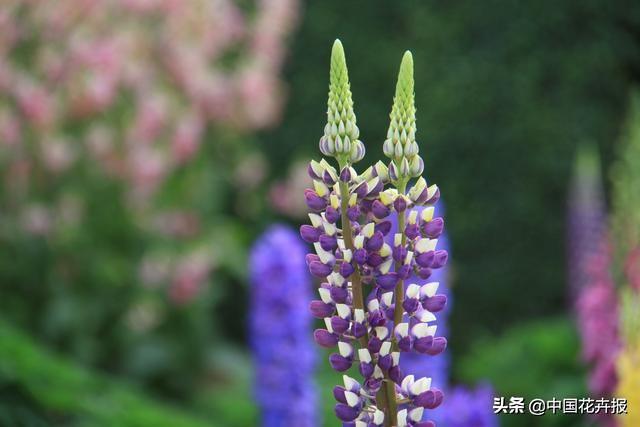 除了康乃馨，母亲节送给妈妈的花还有很多，这篇文章告诉你！