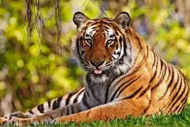 湖南的这些珍稀动物，您都见过几种？图片