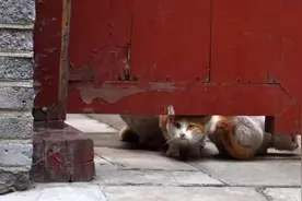 故宫约有200只猫，为什么我们一般看不到？原来它们才是最牛的VIP图片