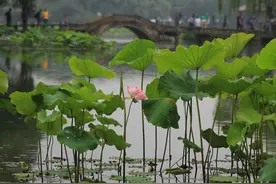 实实在在地开了！西湖第一朵荷花真来了图片