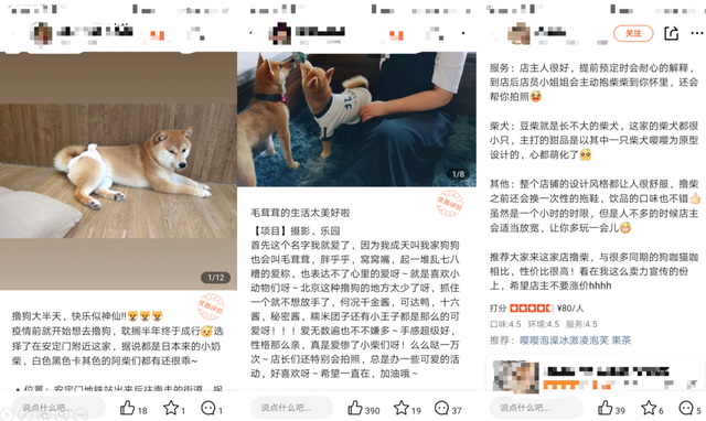 开一个狗咖的成本  投资不高简直是爱狗人士的天堂（我花89元看狗打架1小时）
