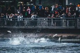 大理西洱河鱼群为何频繁跳出水面？官方通报来啦！图片