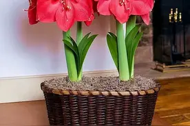 8种开大红色花朵的植物，家里养一盆，喜庆又红火图片