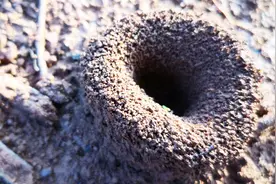 挖蚯蚓来钓鱼，找到这种地方，容易挖而且数量多！视频封面