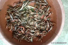 农村人这些免费赚钱项目，只要你不懒，就不会穷图片