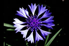 花木春秋76：矢车菊，以半人马贤者命名，德国、爱沙尼亚的国花图片