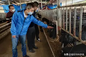 努比亚黑山羊种羊一斤多少钱，黑山羊产仔多长300斤是否好销售图片