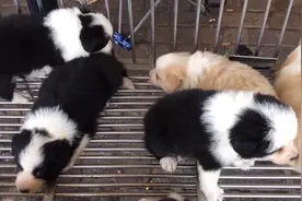 河南：还没断奶的边牧就被卖，主人趁机让大狗喂奶，小伙：太狠了图片