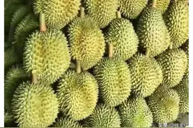 榴莲种植前一定要了解这些内幕，要不然被别人卖了还帮别人数钱图片