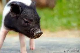 知青老白：柴木棍家的猪死了，邀我们去吃猪肉，我一块都没吃图片